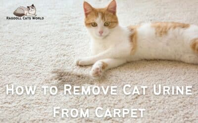 How to Remove Cat Urine from Carpet