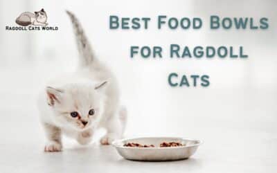 Best Food Bowl for Ragdoll Cats