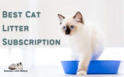 Best Cat Litter Subscription