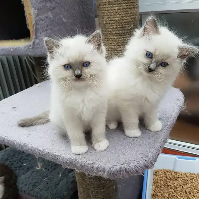 14724420 313597555690919 2374033846118001128 n 768x768