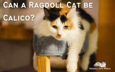 Ragdoll Calico Cat – is there such a thing?