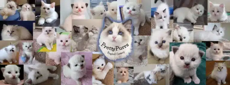 275498752 115476571076862 1523589320044468699 n 1 768x284
