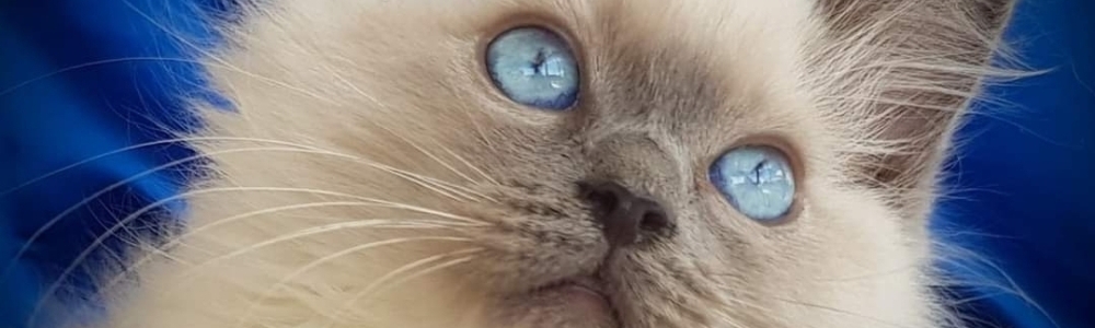 User banner image