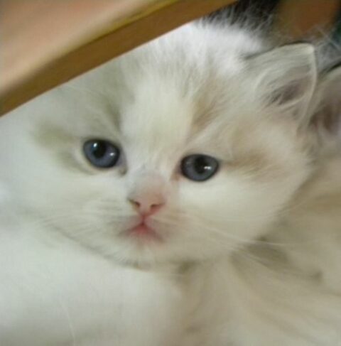 Ragatootie Ragdolls-Registered Ragdoll Cat Breeder in Floyd County Georgia