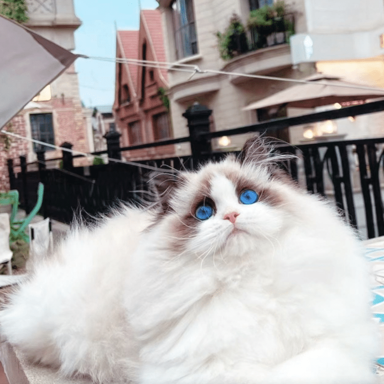 Screen Shot 2022 11 10 at 6.14.12 pm 768x767