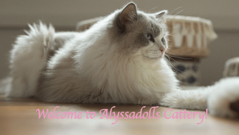 Screen Shot 2022 11 10 at 6.26.15 pm 768x436