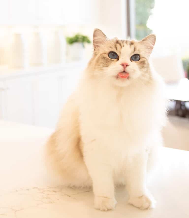 bringKittenHome.cb52ad78 768x884
