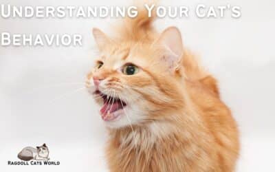 Understanding Your Cat’s Behavior: A Comprehensive Guide