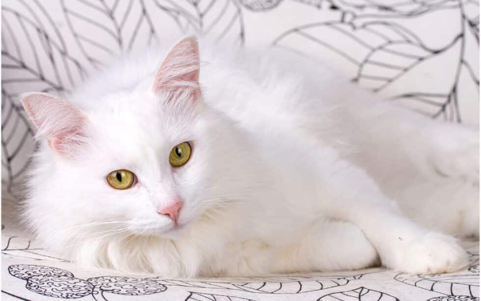 Ragdoll Cat Vs Turkish Angora Cat