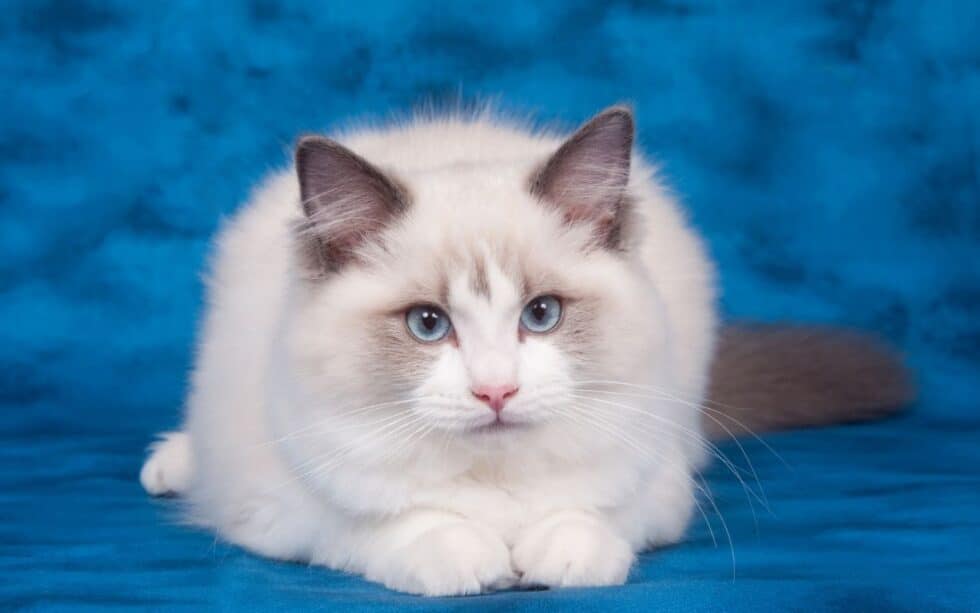 Ragdoll Cat Vs Turkish Angora Cat
