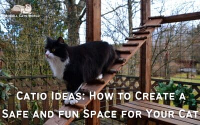 Catio Ideas: How to Create a Safe and Fun Outdoor Space for Your Cat