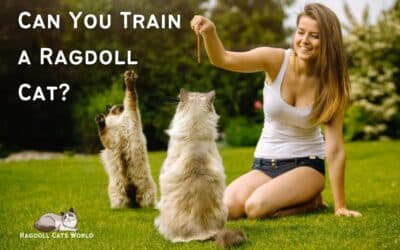 Can You Train a Ragdoll Cat?