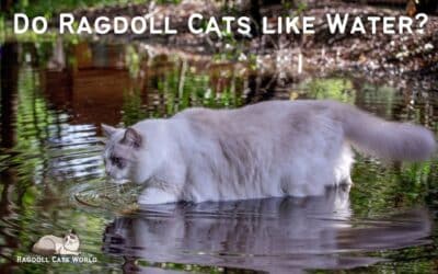 Do Ragdoll Cats Like Water?