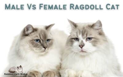 Male vs Female Ragdoll