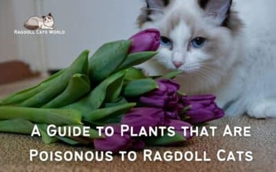 What Plants are Poisonous to Ragdoll Cats?