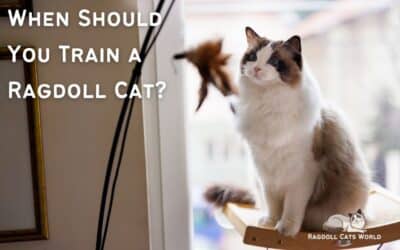 When Should You Train Your Ragdoll Cat? An Essential Guide