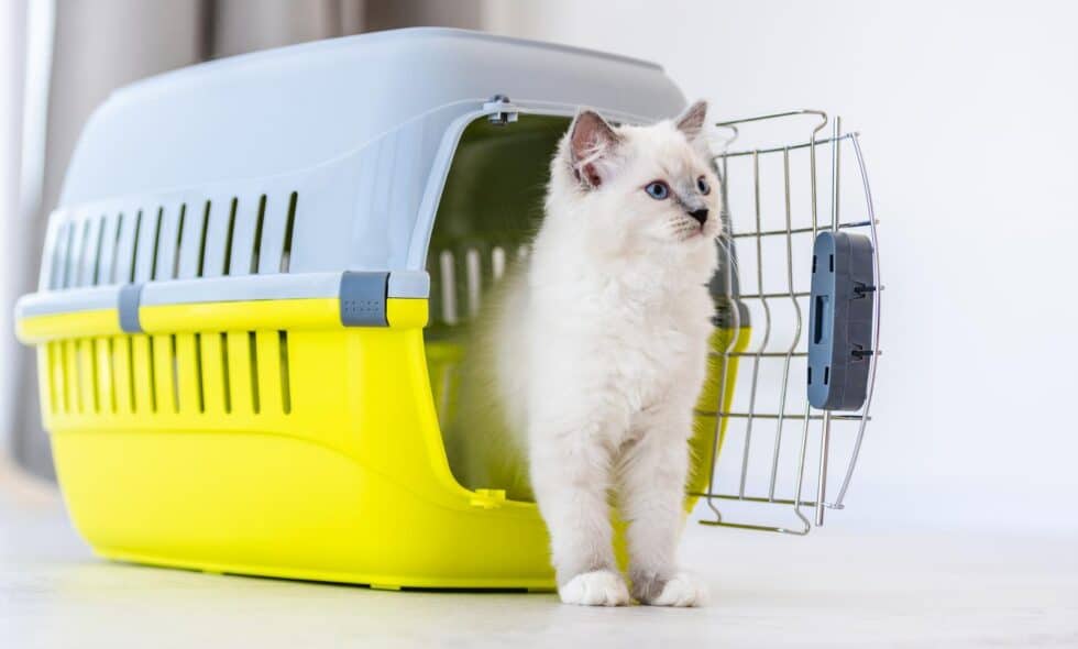 Caring for a Ragdoll Cat: Tips and Best Practices