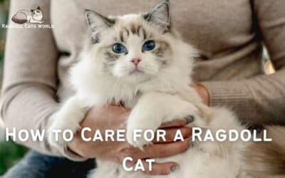 Caring for a Ragdoll Cat