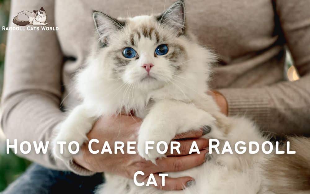 Care Of Ragdoll Kittens 10 Special Tips On How To Care For A Ragdoll Care Of Ragdoll Kittens 10 Special Tips On How To Care For A Ragdoll