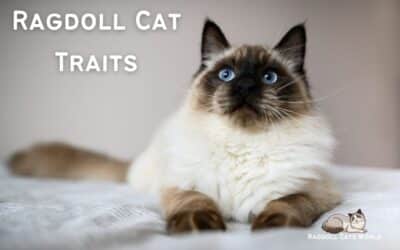 Ragdoll Cat Traits