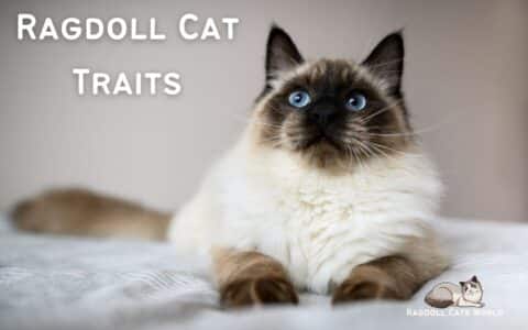 Discover the Endearing Traits of Ragdoll Cats | Ragdoll Cat Characteristics