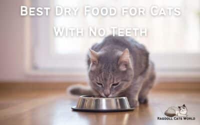 Best Dry Food for Cats with No Teeth