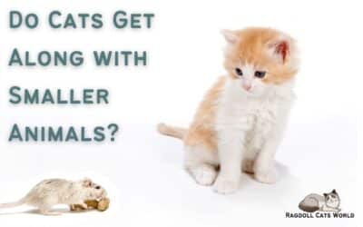 Do Cats Get Along With Smaller Animals?